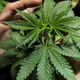 Image for article titled What can we actually learn from the UK's first marijuana 'overdose'?